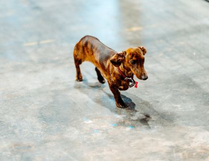 Testa ballīte būvniecības procesā